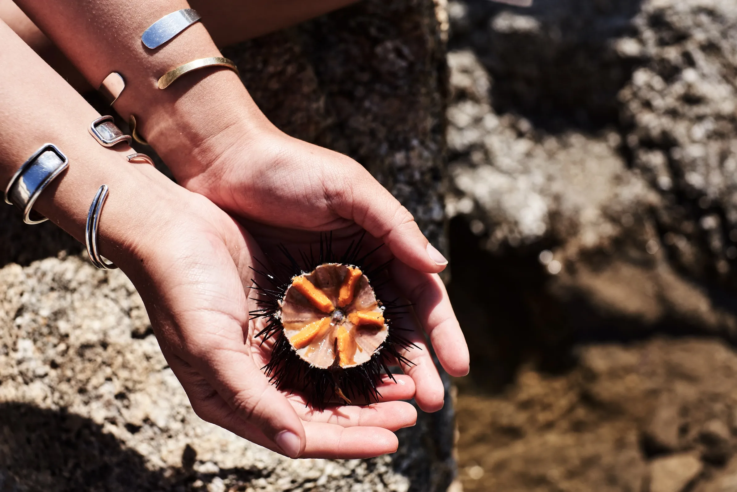 Hand holding a freshly opened sea urchin on the rocks